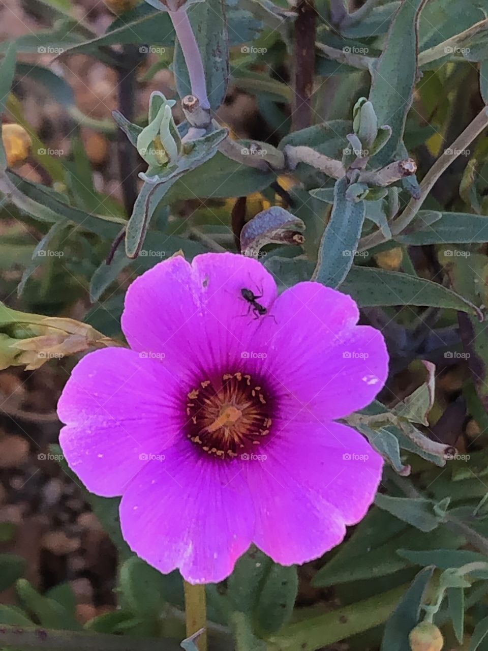 Wildflower with an ant, Western Australia 