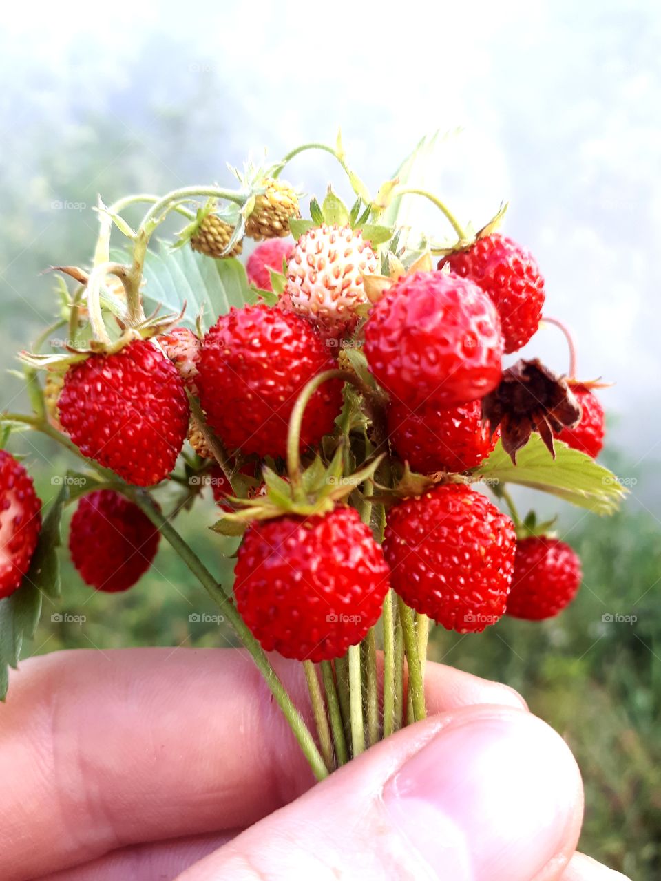 As a child I always liked to groom forest strawberries. And today I do it.It is a memory of childhood.It is the best smell of a forest strawberry, and no other can replace it.