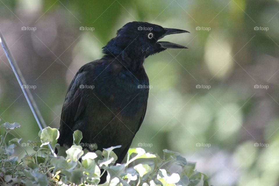 Black Bird Calling