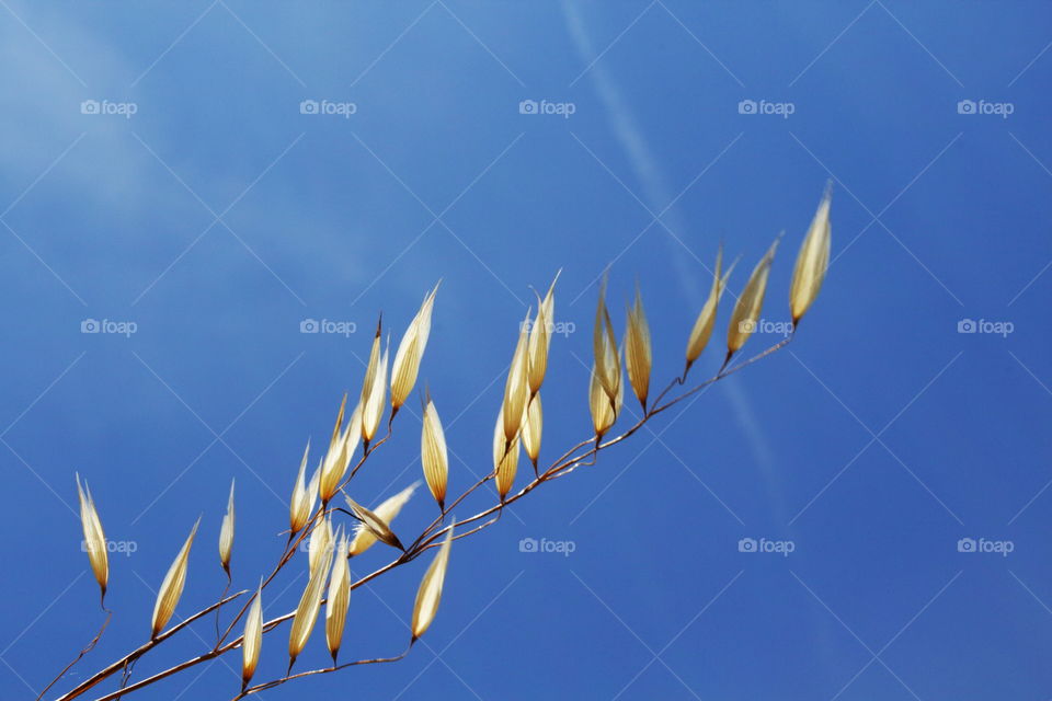 Wheat