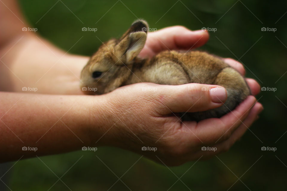 Rabbit on the handful 