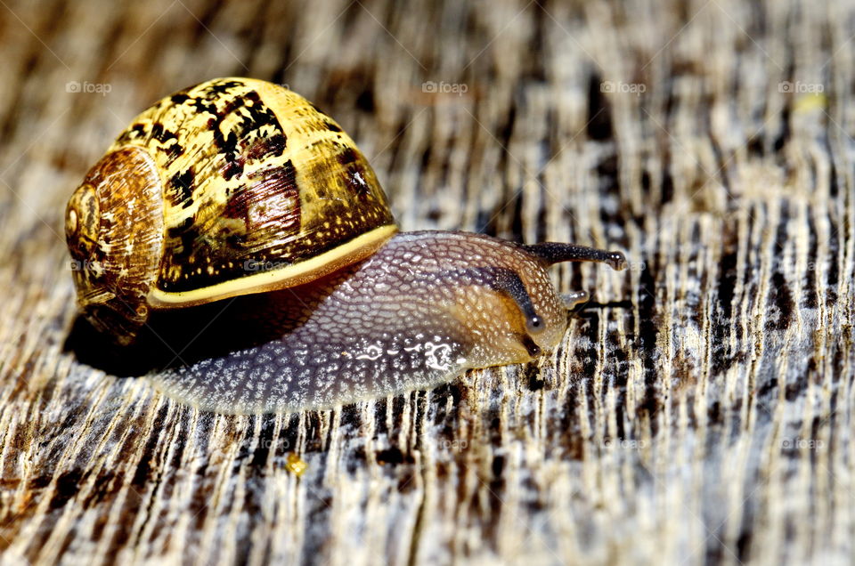 snail in the garden close up