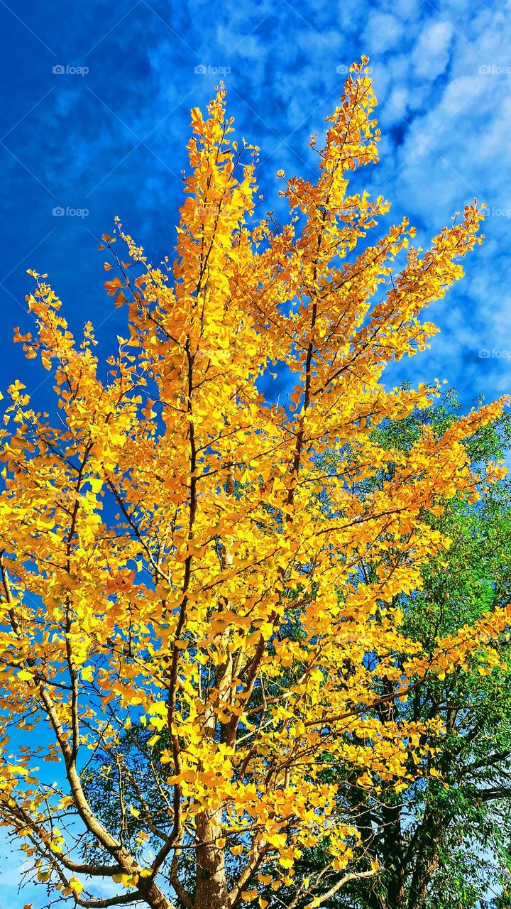 Bright golden yellow autumn leaves in the foreground with a green leaved tree in the background and bright blue sky