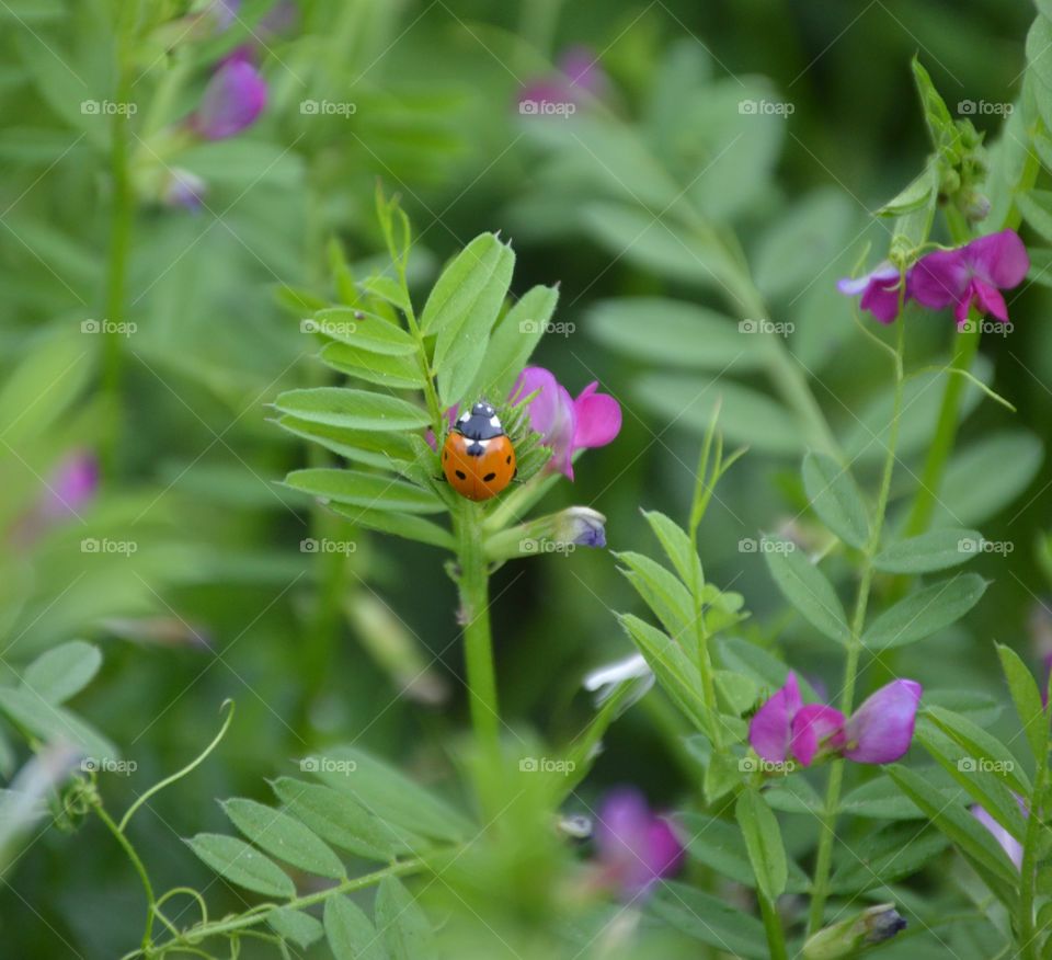 Ladybug on purple wildflower 