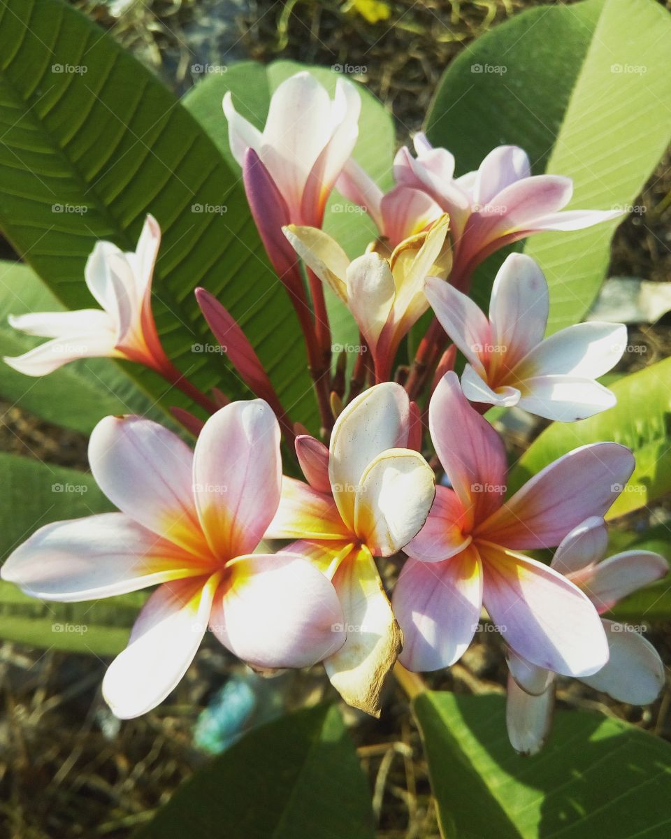camboja flowers