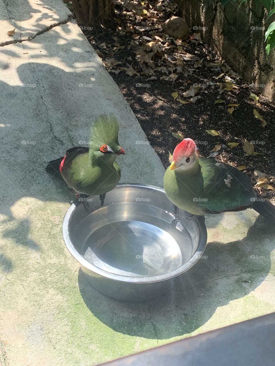 Pair of unique birds drinking water out of a bowl