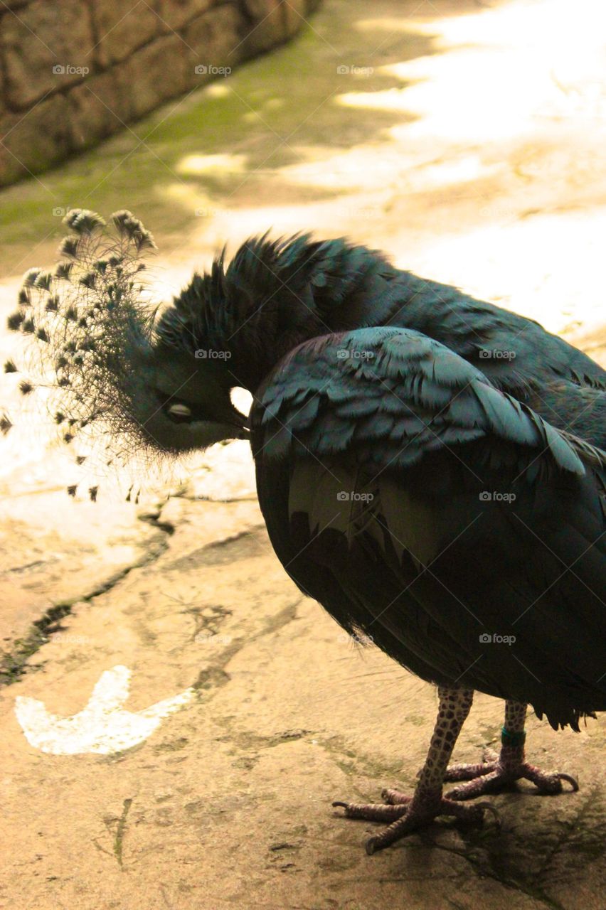 Crowned pigeon 
