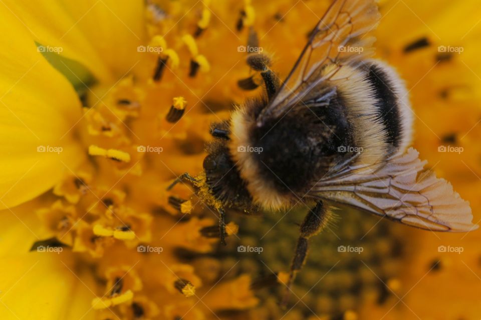 Bee on sunflower