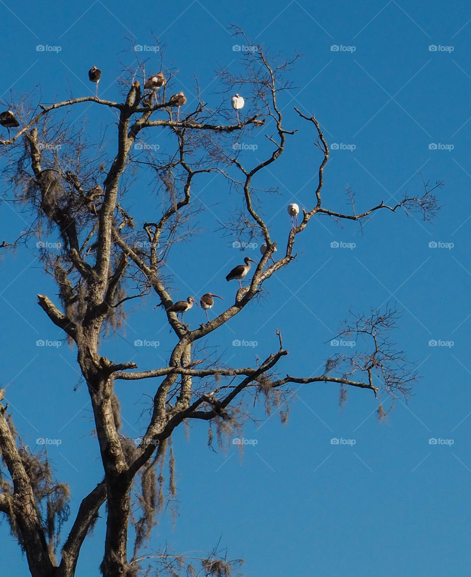 Ibis Sunning in a tree