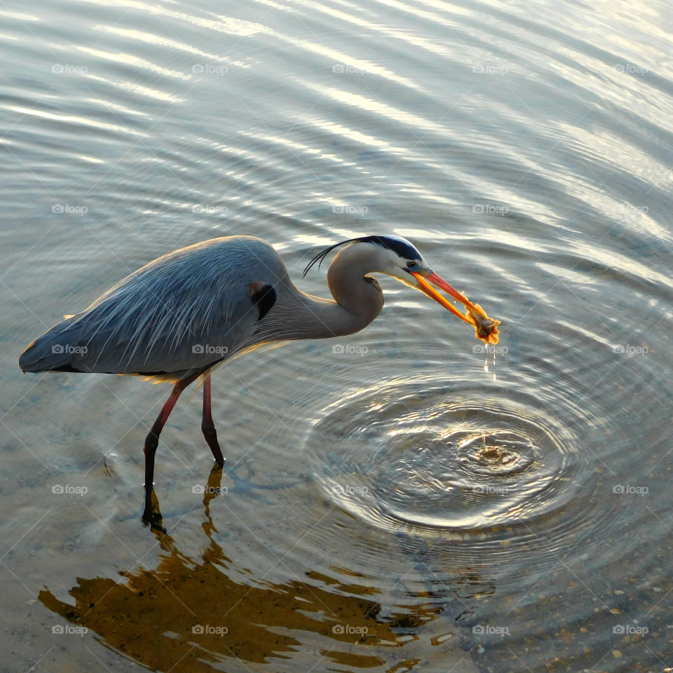 Grey heron in lake