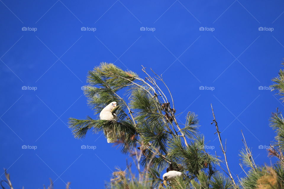 White wild South Australian Corella Cockatoo parrot perched on tree against vivid clear blue sky, minimalism, copy, text and graphic space 