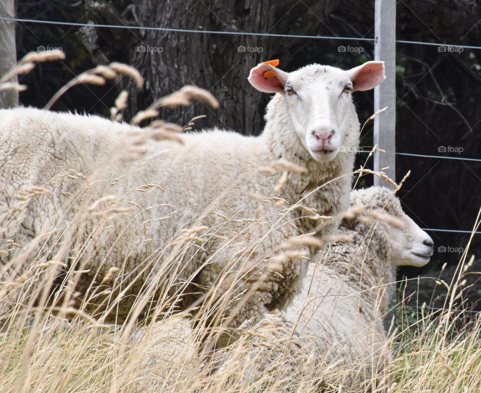 Sheep in the Chilean Patagonia 