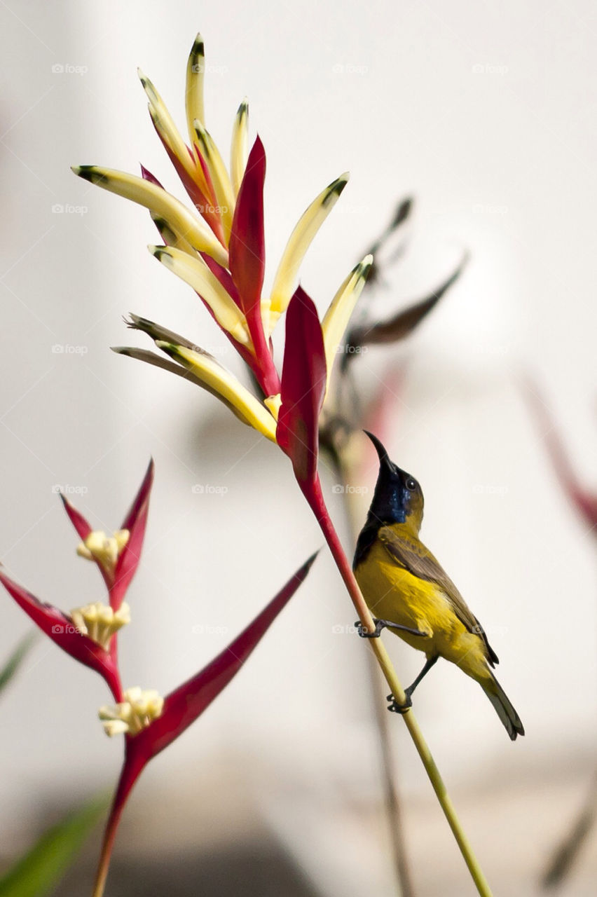 flower bird beauty by hiplulu