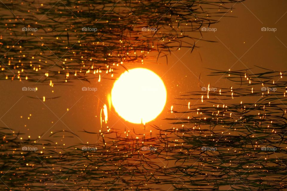 Sun down on rice field