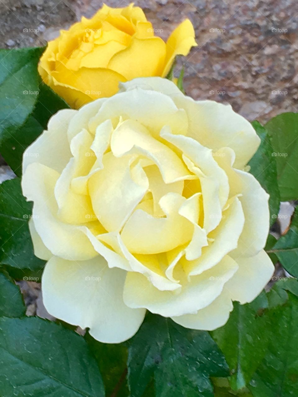 Yellow rose