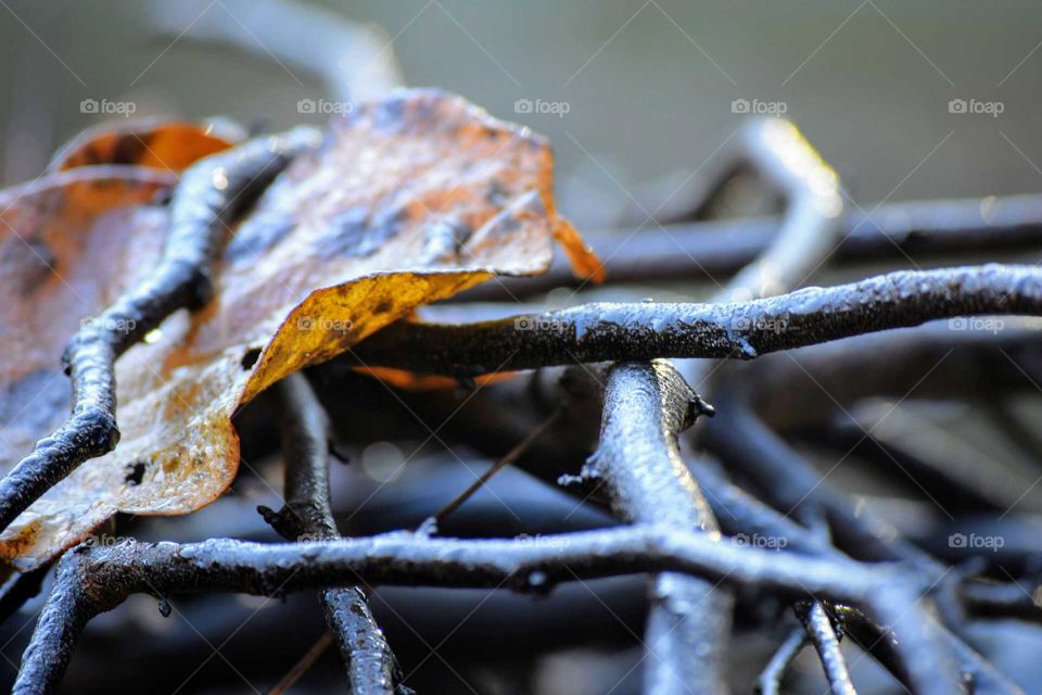 Close-up of a tree branch