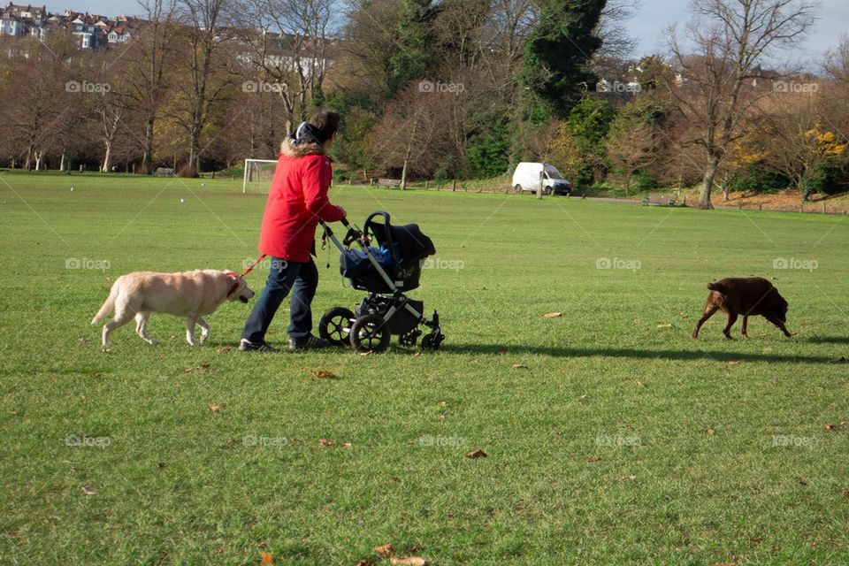 weekend sunny dogs park by Petalskull