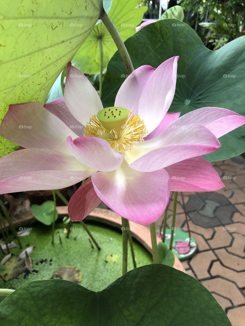 The lotus in my garden bloom again.