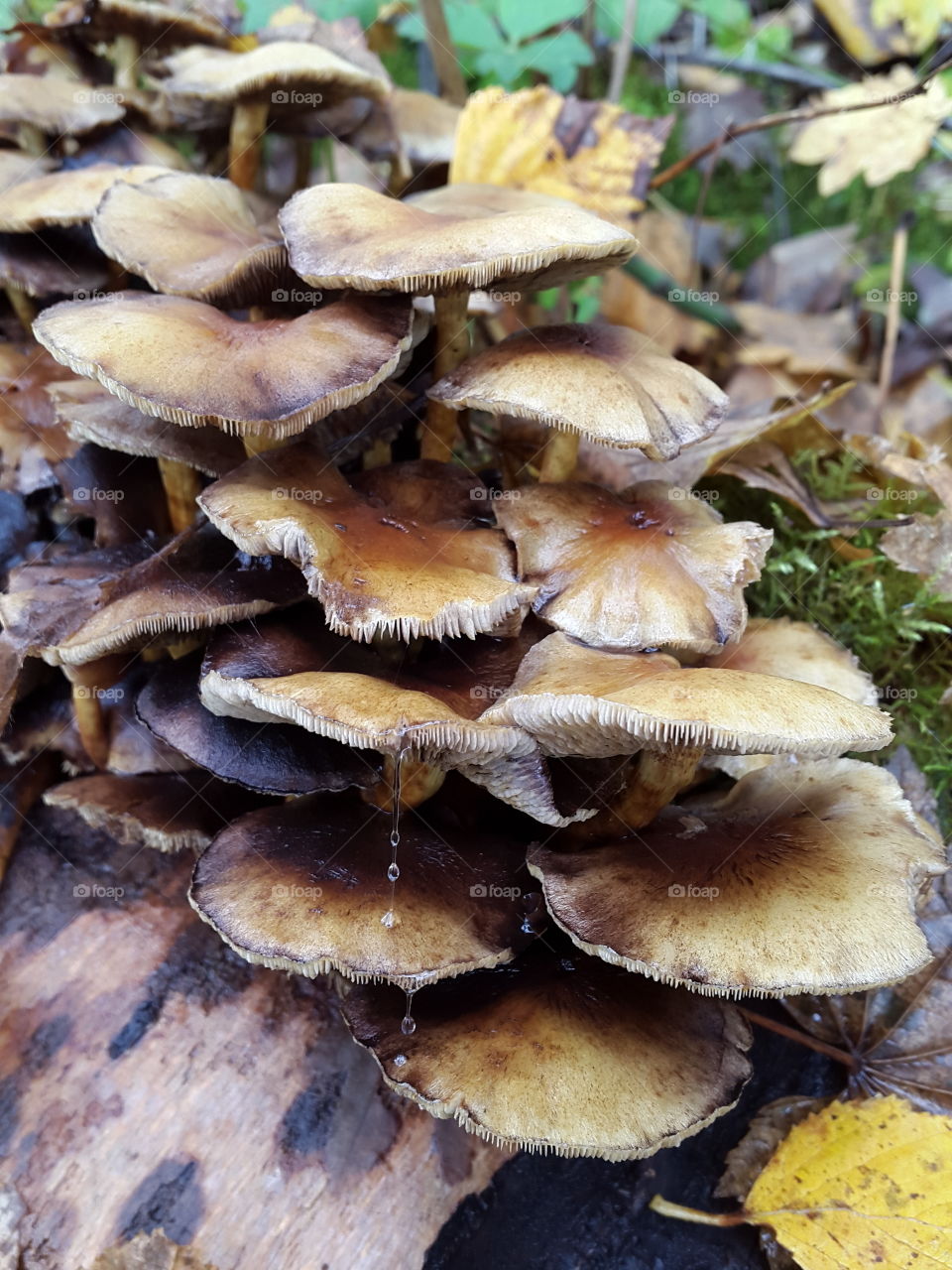 Fungi growing in broken tree trunks along the waters edge. The rain leaves a shiny coat of varnish as it drips to the leaves below. So much to see in such a small section of nature