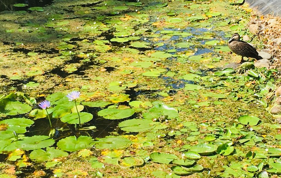 Lily pond