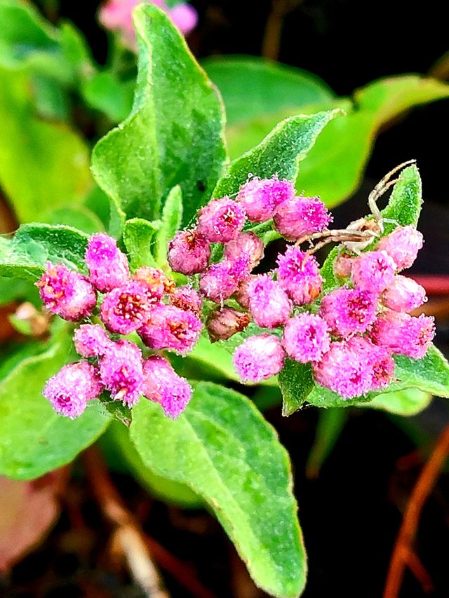 Budding wildflowers