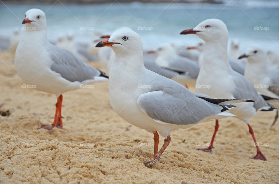 Seagulls on the beach