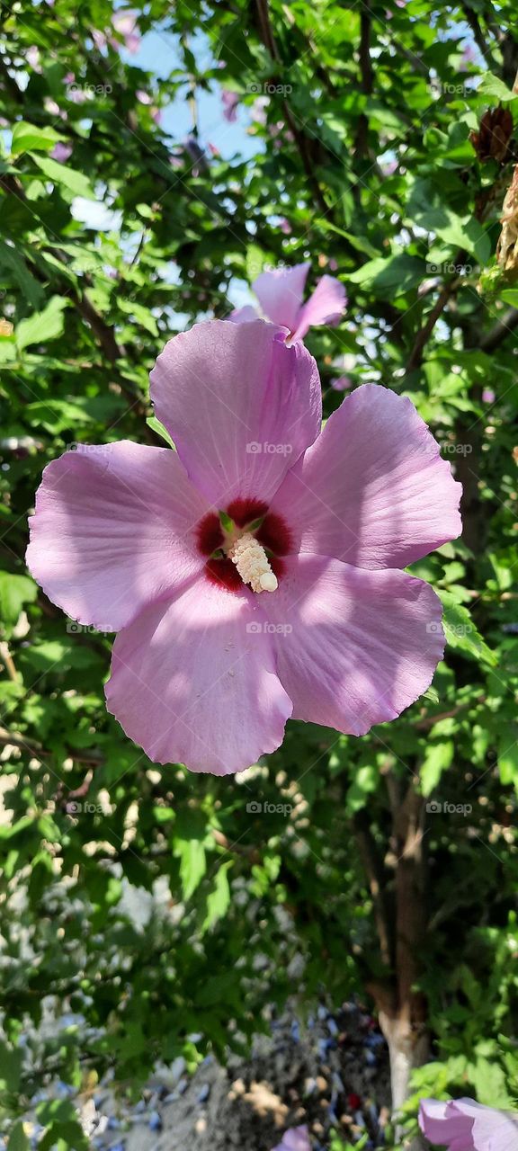 цветок розовый любовь к природе  красота