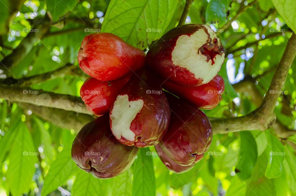 Bitten Otaheite Apples