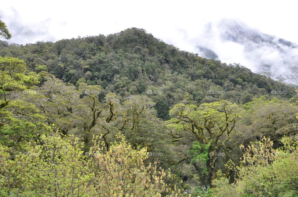 fog over mountains covered with forest