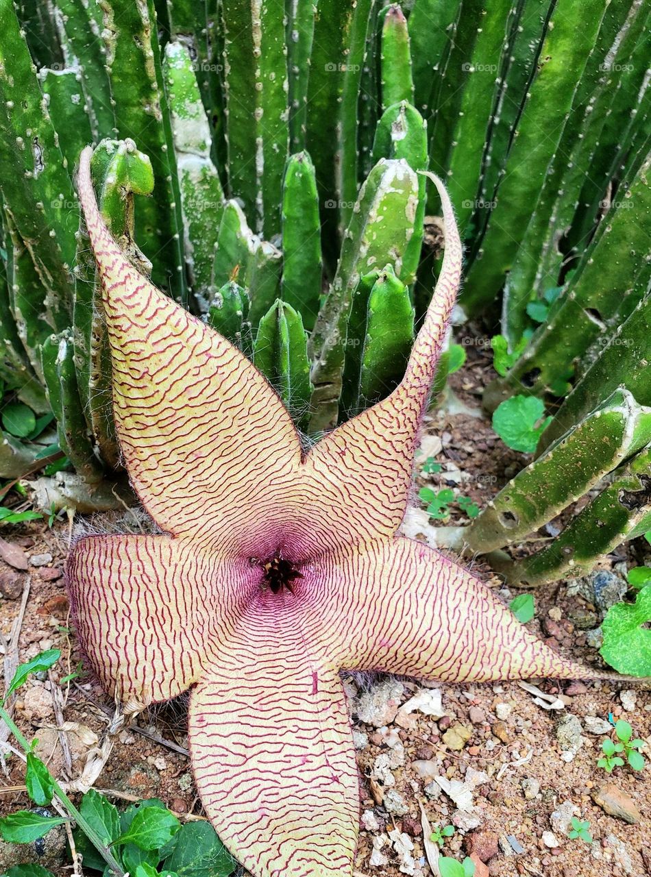 octopus plant