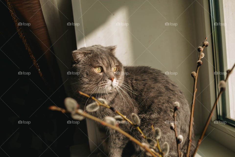 cat on the window