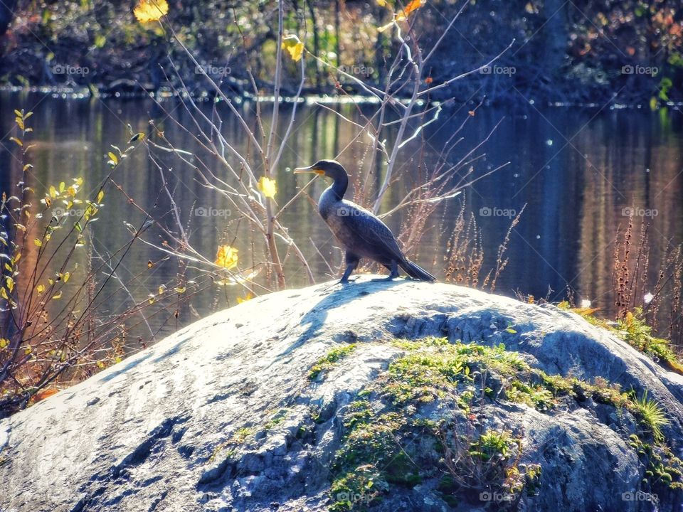 Mondo Pond in Milford, CT