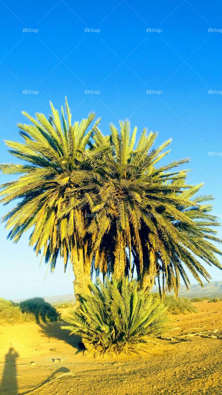 A palm-tree in the desert in the South of Morocco
