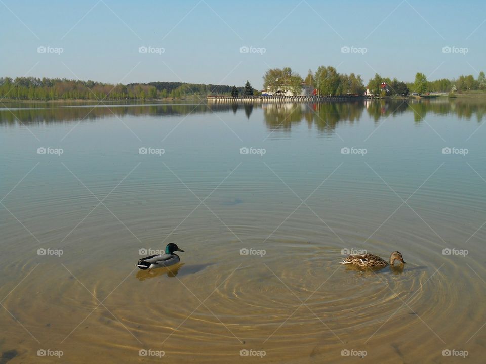 Water, Lake, Reflection, River, Pool