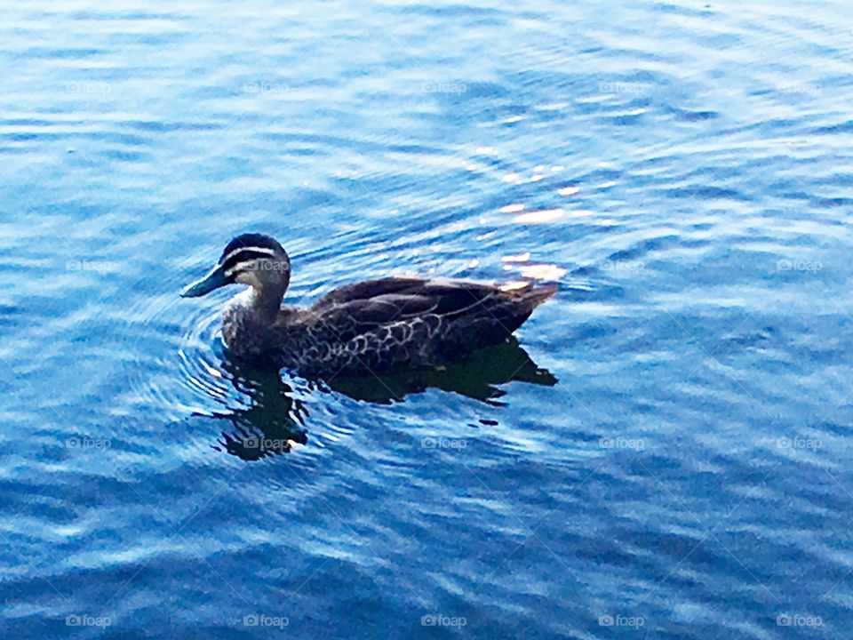 A duck on the water.