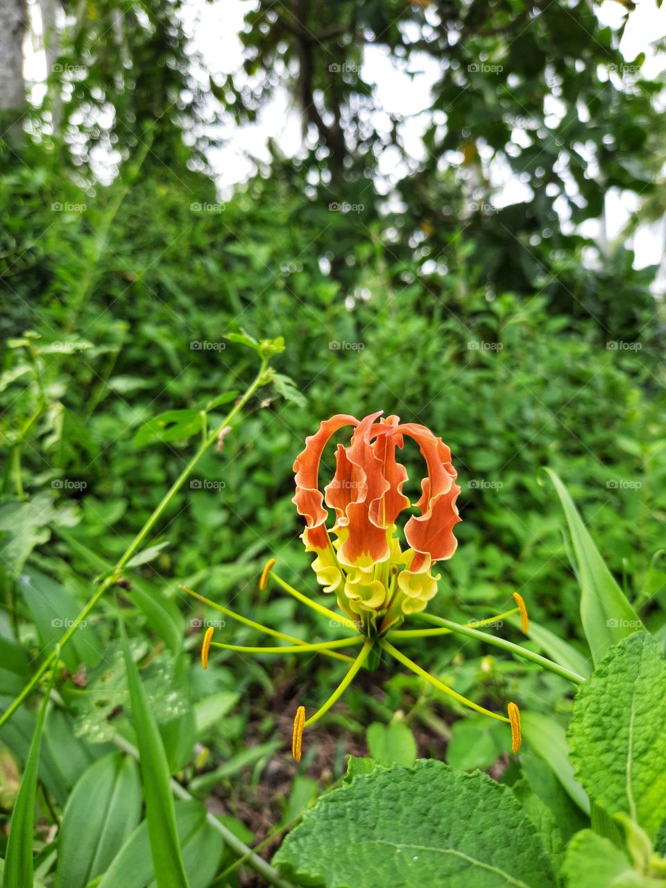 Beautiful in amazing nature