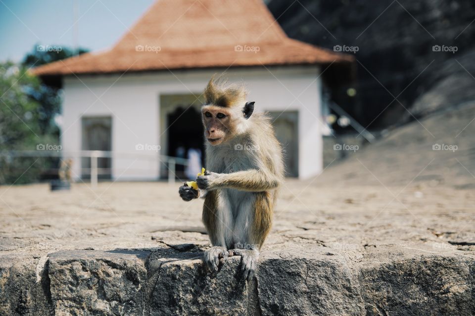 A monkey sitting near the temple