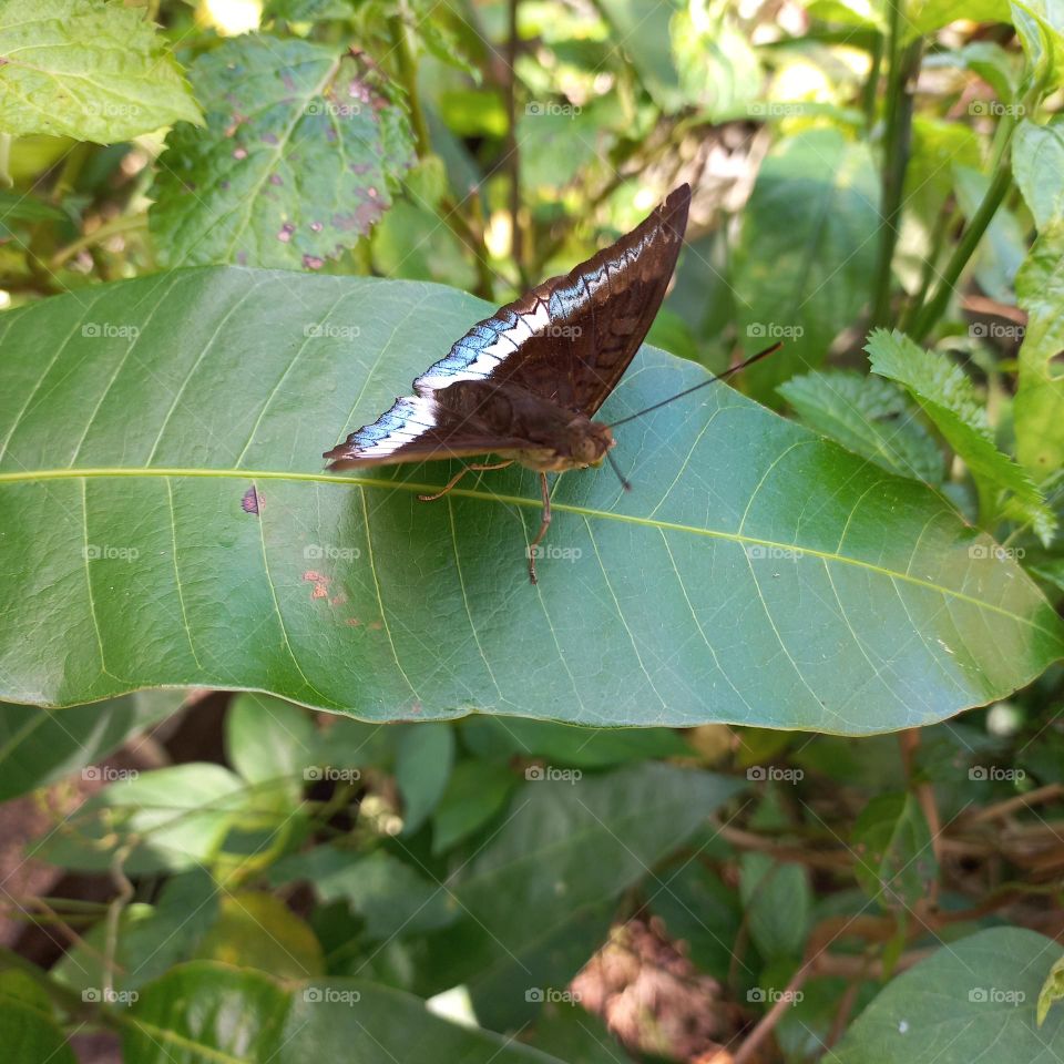 Beautiful butterfly with white markings on the wings