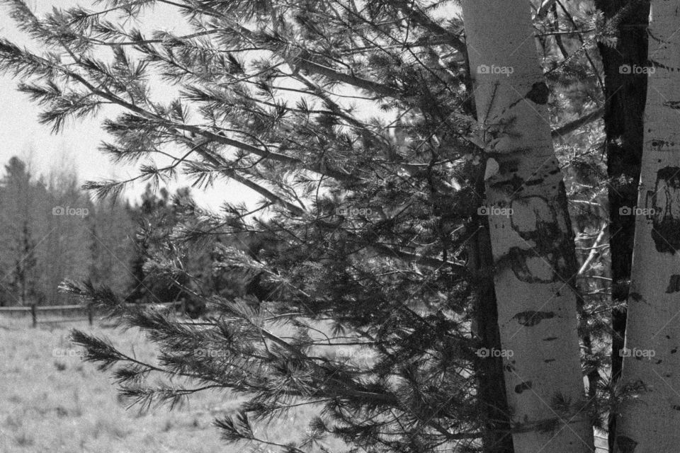 Flagstaff pines 