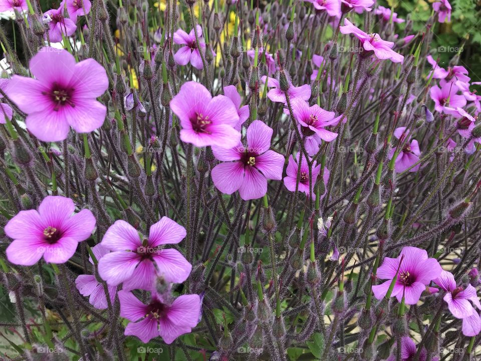 A strong splash of purple oozes from these wonderful flowers, a sheer joy for the visitor.