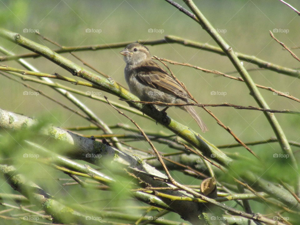 House Sparrow