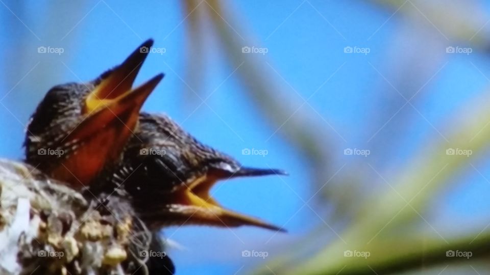 filhote de beija flor