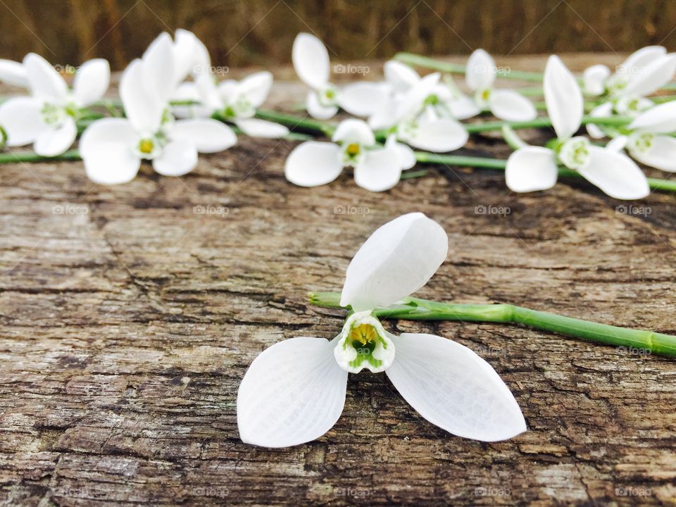 Bunch of snowdrops on wooden table