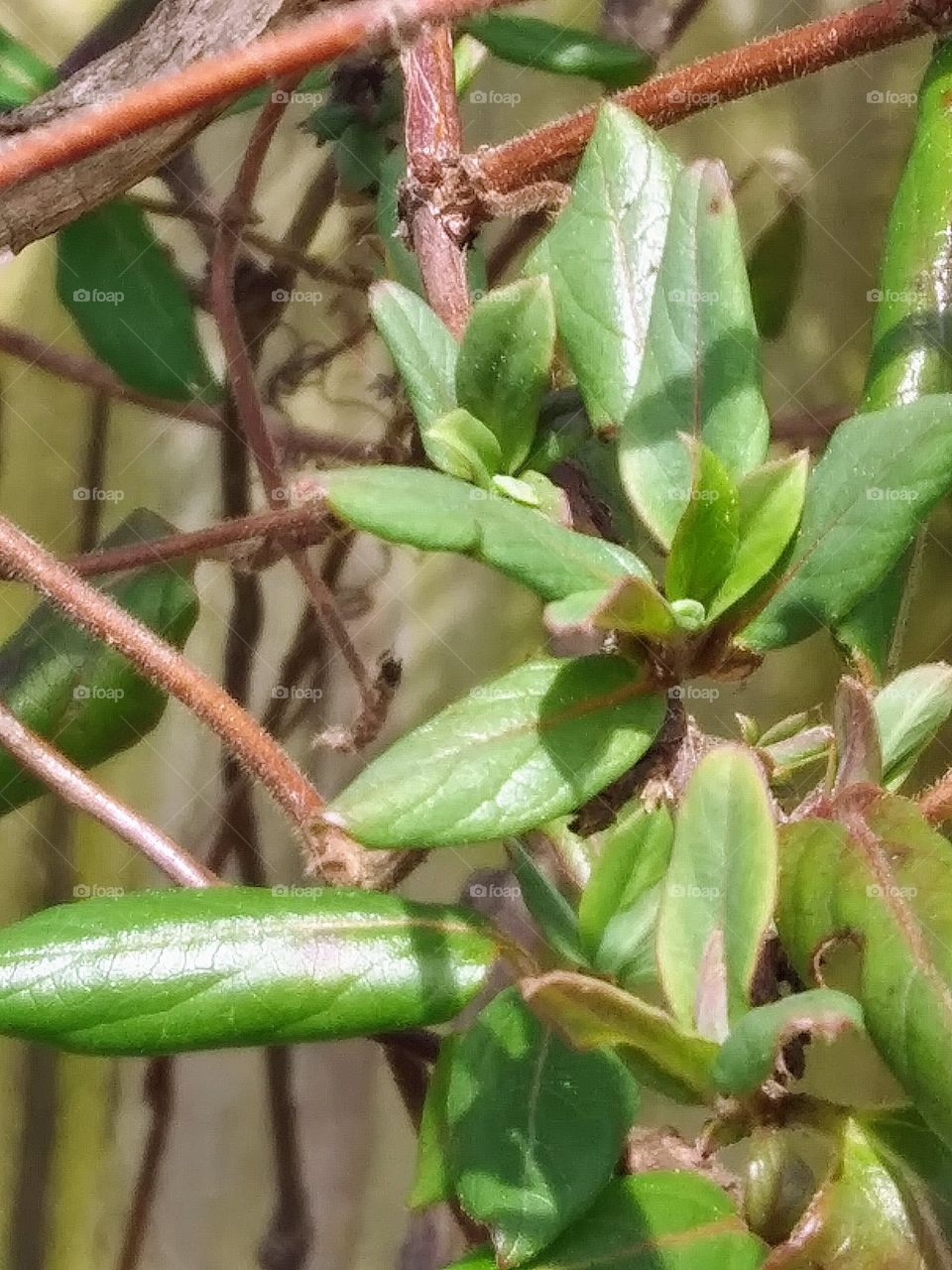 fresh leaves on a honeysuckle vine