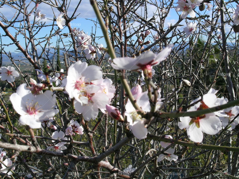 almond tree