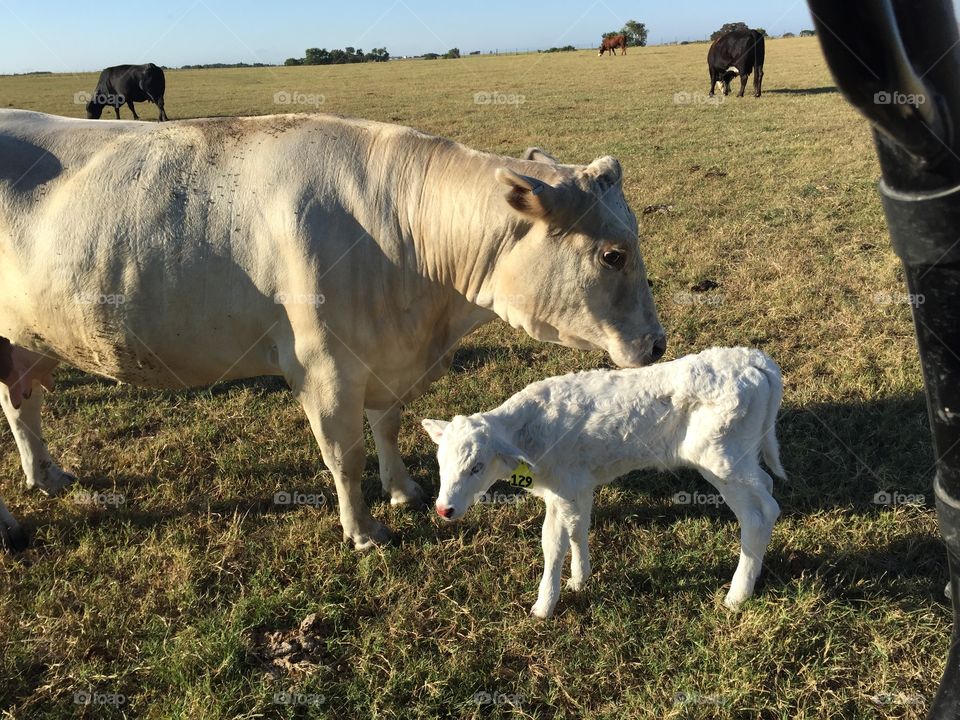 Dusty & Baby