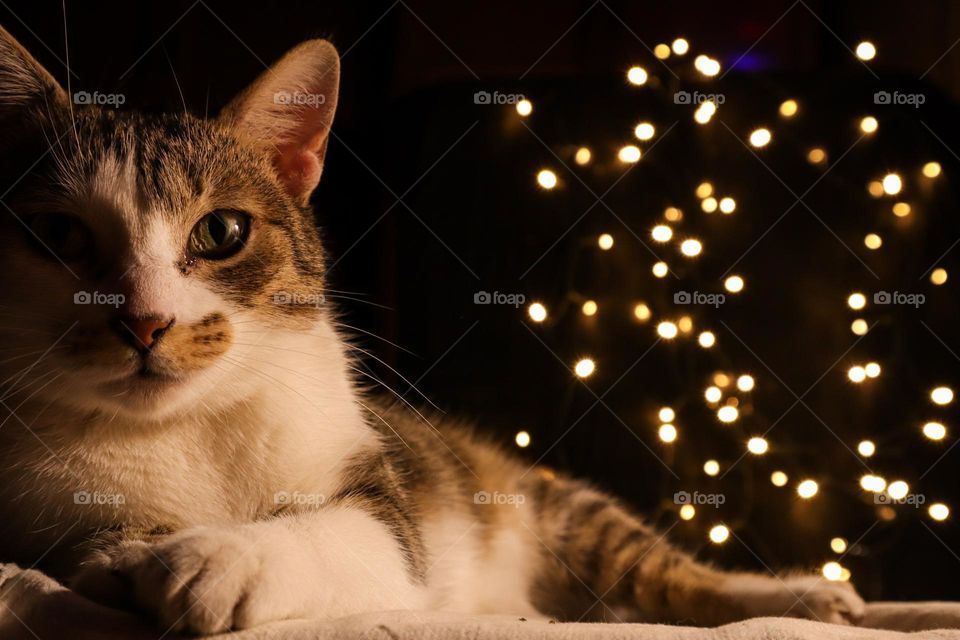 Photo session with my cat