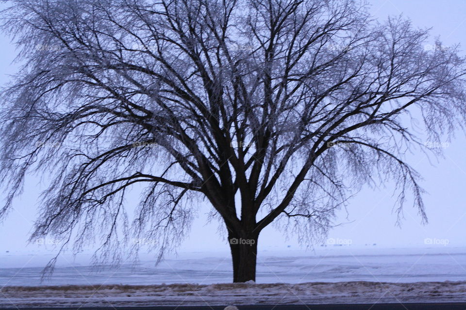 winter tree