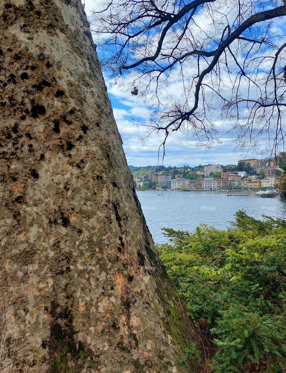 Urban greenery.  View of trees,  greenery,  lake and town of Lugano in Switzerland