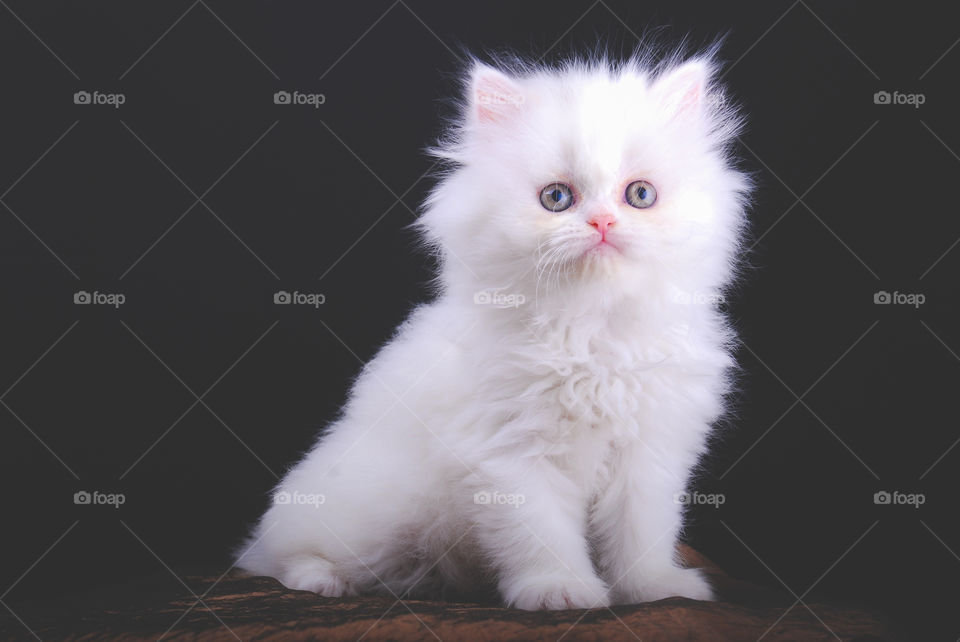 Portrait of small kitten